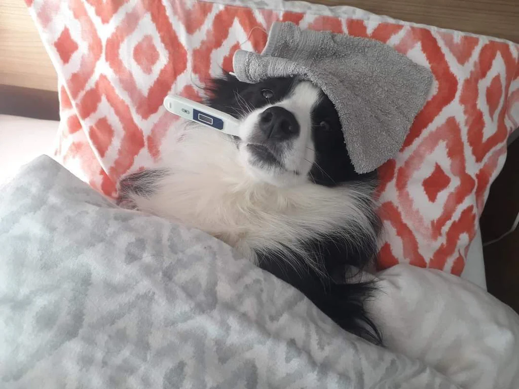 la-convalescence-du-chien-apres-une-operation-500811_1024x1024