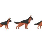 L’adolescence et la stérilisation