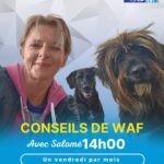 Les chiens pendant les fêtes