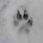 Les chiens pendant les fêtes