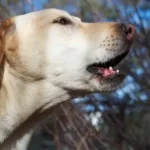 Les différents aboiements et les outils contre ces derniers