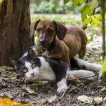 La cohabitation chien/chien et chien/chat