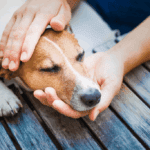 Chien en détresse ou en résignation: comment lui redonner goût à la vie?