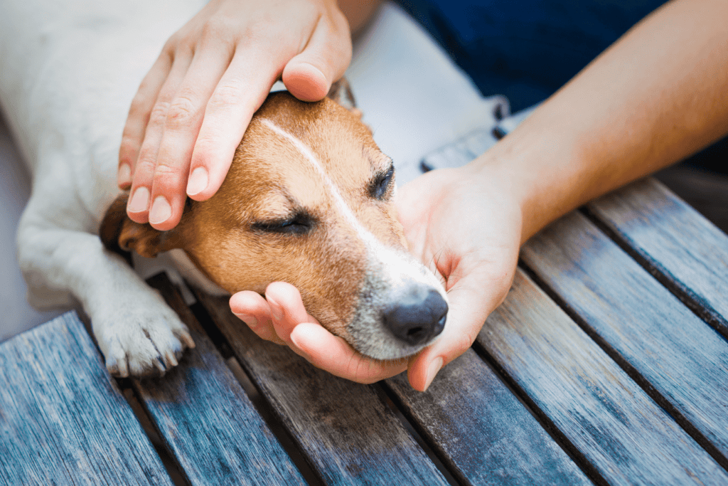 rassurer-chien-traumatise-1024x683 (1)