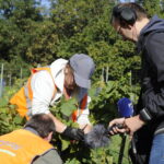 Immersion dans les vendanges des vignes des Coteaux de l&rsquo;Escaut à Valenciennes